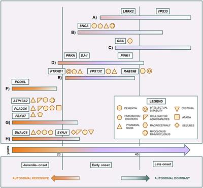 Genotype-Phenotype Correlations in Monogenic Parkinson Disease: A Review on Clinical and Molecular Findings